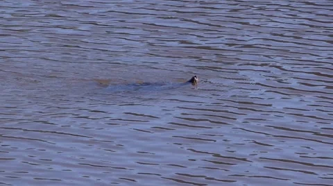 Water Turtle Floating On Pond Surface 動画素材 51317954