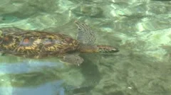 Extreme Close-up Of Blobfish In Water Stock Footage SBV-337161273