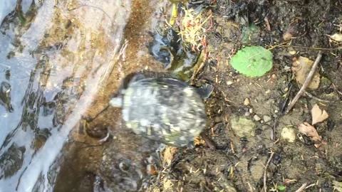 Water Turtle Vídeos de archivo 168114056