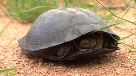 Water Turtle Video stock 311940083