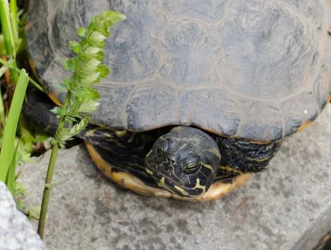 The water turtle having a rest on a stone Stock Photos