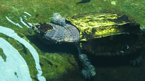 A water turtle Macrochelys floating in pond and shining it's spiky shell Stock Footage 308893977