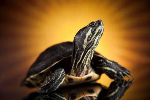 Water turtle Free Stock Photos