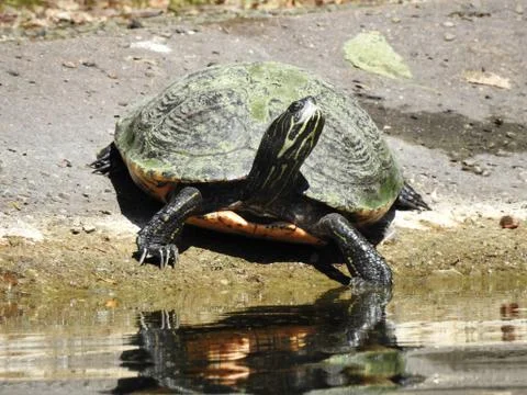 Water turtle Stock Photos