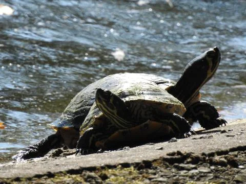 Water turtle Stock Photos