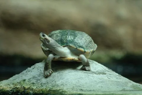Water turtle Foto stock