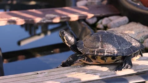 Water Turtle Relaxing In The Sun Stock Footage 165900934