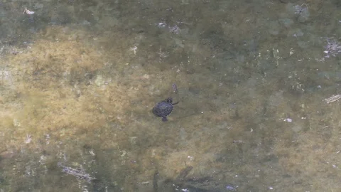 Water turtle swimming in pond Stock Footage 108074978