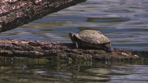 Water turtle on a tree trunk Stock Footage 256201088