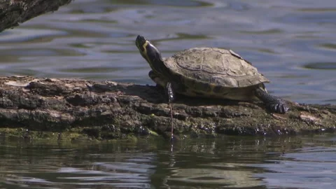 Water turtle on a tree trunk  Stock Footage 256201089