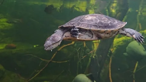 A water turtle underwater Stock Footage 295230540