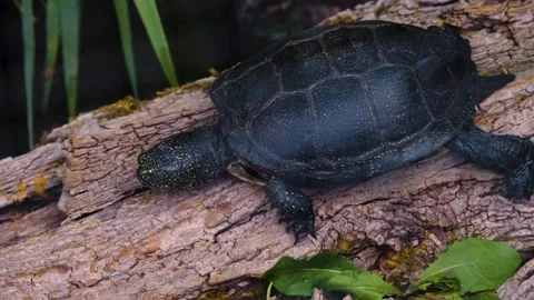 A water turtle walking  Video stock 251433670