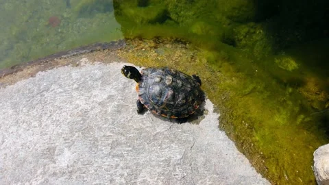 Water turtleon stone in pond. Stock Footage 130193011