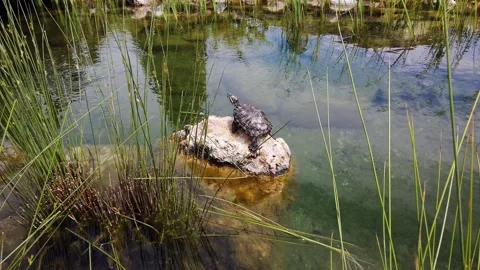 Water turtleon stone in pond. Stock Footage 130193022