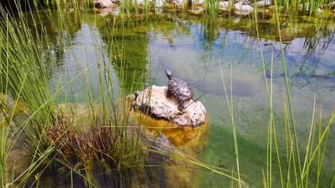 Water turtleon stone in pond. Stock Footage 130193042