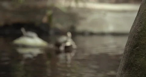 Water turtles 50fps 動画素材 114129702