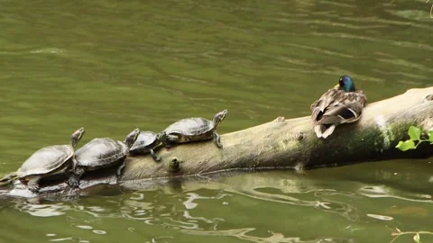 Water turtles and duck basking on the tree stump in lake Stock Footage 321002514