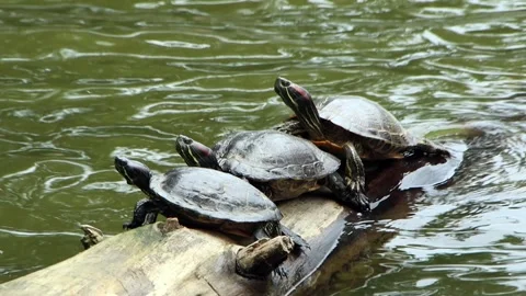 Water turtles basking on the tree stump Stock Footage 321002731