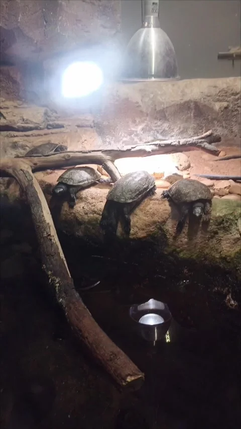 Water Turtles Basking Under Heat Lamp at Rabat Zoo, Morocco Stock Footage 343959554