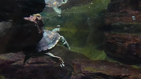 Water turtles diving Stock Footage 278046510