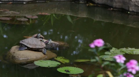 Water Turtles Stock Footage 36608422
