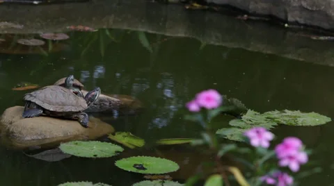Water Turtles - Shift focus Stock Footage 36607432