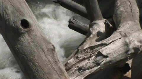 Water under log Stock Footage 476694