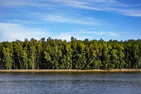 Water under Pine trees with white clouds on sky background with copy space. w Stock Photos