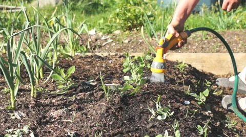 Water vegetable garden Stock Footage 33338189