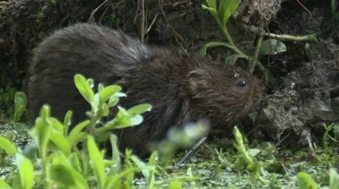 Water Vole (Arvicola amphibius) pulls at plant along stream edge Stock Footage 40723712