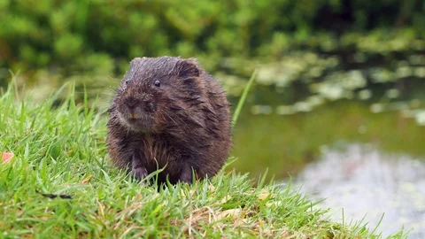 Water Vole Eating on a Bank Stock Footage 94330853