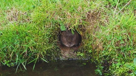 Water Vole looking out of a Drain Pipe Stock-Footage 100717209