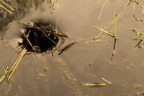 Water vortex at a pond Stock Photos