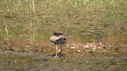 Water wader bird Bronzed winged Jacana Stock Footage 75399136