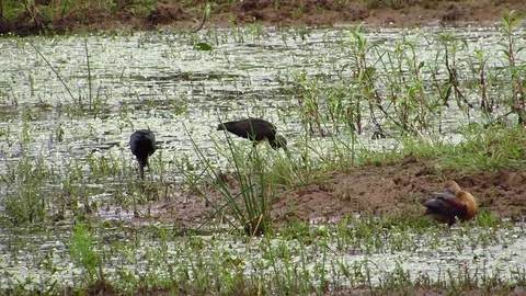 Water wader bird Ibis Stock Footage 77895272