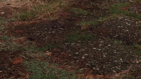 Water waste 2 Stock Footage 251032793