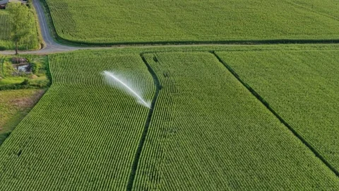 Water wasting with a sprinkler machine, maize monoculture in France in summer. Stock Footage 326804672
