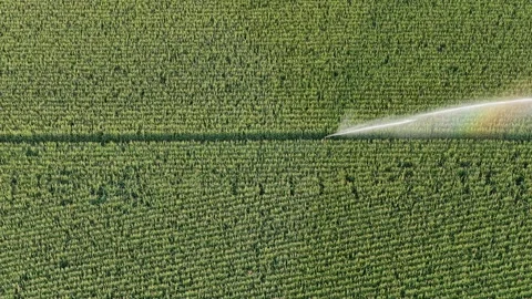 Water wasting with a sprinkler machine, maize monoculture in France in summer. Stock Footage 326809186