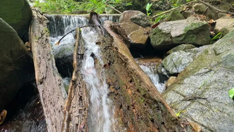 Water from the waterfall flows through an old tree. Stock Footage 229521220