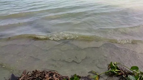 Water wave of a river at the river bank with some water plants Stock Footage 133399284