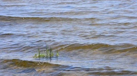 Water with waves and grass in the middle Stock Footage 49930960