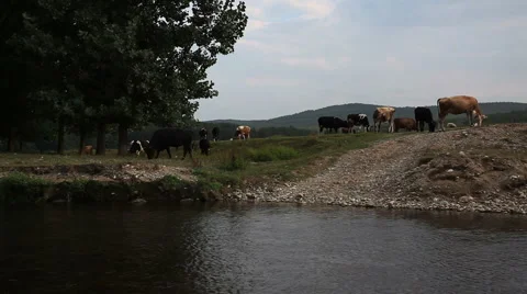 Water waves dark river background reflections cows1 動画素材 1069712