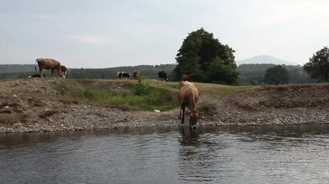Water waves dark river background reflections cows2 動画素材 1069716