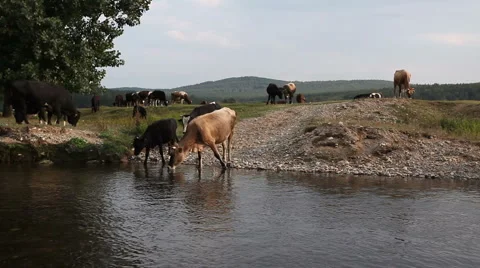 Water waves dark river background reflections cows3 動画素材 1069719