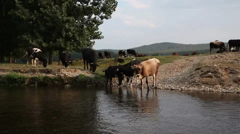 Water waves dark river background reflections cows4 스톡 동영상 1069723