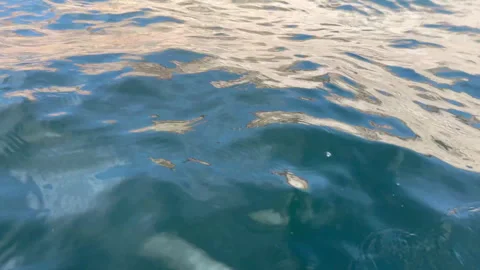 Water waves at Lake Powell 库存影片 255555372