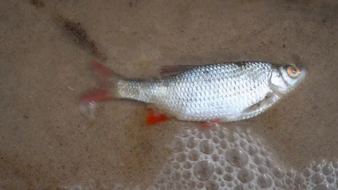 Water waves move dead road fish on lake shore. Gimbal motion Stock Footage 112186235