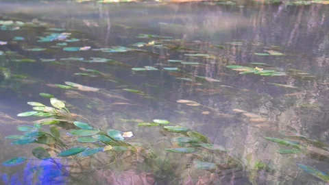 Water waves in the river by stone fall Stock Footage 124367045