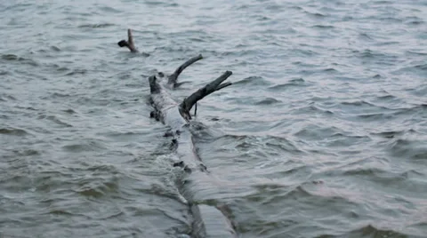 Water waves shakes log Stock Footage 33955239