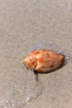 Water waves splashing on seashell Stock Photos